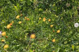 Attēlu rezultāti vaicājumam “Crepis paludosa fruit”