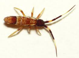 Attēlu rezultāti vaicājumam “Orchesella flavescens”