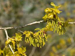 Attēlu rezultāti vaicājumam “Quercus robur male flower”
