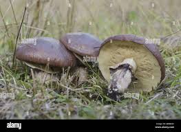 Attēlu rezultāti vaicājumam “Suillus luteus”