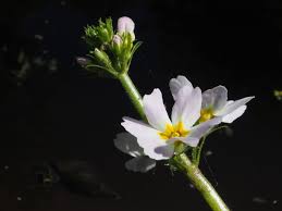 Attēlu rezultāti vaicājumam “Hottonia palustris flower”
