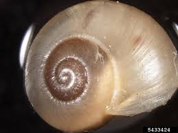 Attēlu rezultāti vaicājumam “Helicidae”