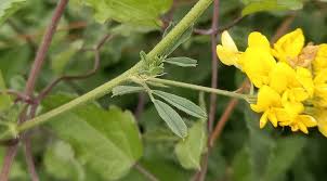 Attēlu rezultāti vaicājumam “Medicago sativa subsp. falcata leaf”
