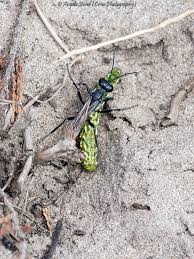 Attēlu rezultāti vaicājumam “Anarta myrtilli larva”