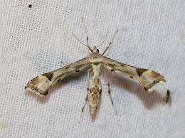 Attēlu rezultāti vaicājumam “Platyptilia gonodactyla imago”