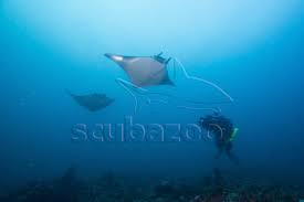 Image result for Mobula thurstoni