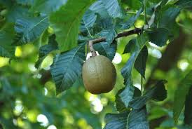 Attēlu rezultāti vaicājumam “Aesculus x hybrida fruit”