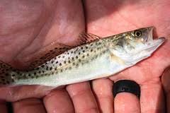 Image result for Cynoscion nebulosus