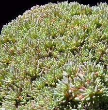 Attēlu rezultāti vaicājumam “Sedum hispanicum leaf”