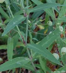 Image result for Silene vulgaris