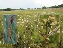Attēlu rezultāti vaicājumam “Laserpitium pruthenicum”
