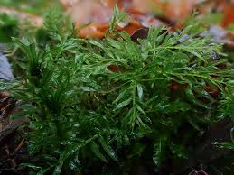 Attēlu rezultāti vaicājumam “Plagiomnium undulatum”