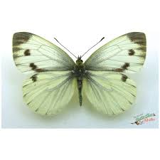 Attēlu rezultāti vaicājumam “Pieris napi female”