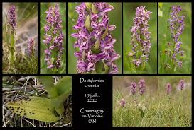 Attēlu rezultāti vaicājumam “Dactylorhiza cruenta leaf”