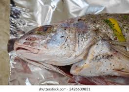 Image result for Argyrosomus inodorus