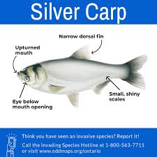 Image result for Hypophthalmichthys molitrix