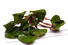 Attēlu rezultāti vaicājumam “Trapa natans”