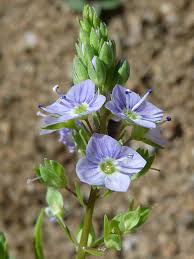 Attēlu rezultāti vaicājumam “Veronica anagallis-aquatica flower”