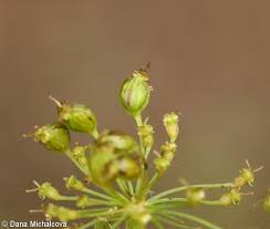 Attēlu rezultāti vaicājumam “Peucedanum oreoselinum flower”