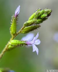 Attēlu rezultāti vaicājumam “Plumbaginaceae”