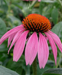 Image result for Echinacea purpurea