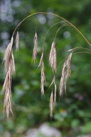 Attēlu rezultāti vaicājumam “Bromopsis benekenii”