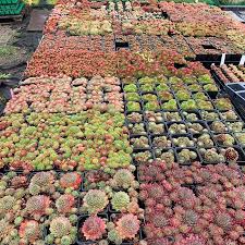 Image result for echtes Hauswurz