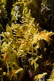 Attēlu rezultāti vaicājumam “Ptilium crista-castrensis sporophyte”