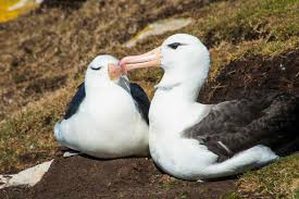 Image result for Thalassarche melanophris