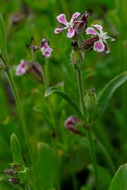 Attēlu rezultāti vaicājumam “Silene tatarica flower”