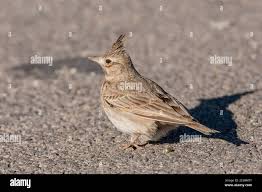 Attēlu rezultāti vaicājumam “Galerida cristata”