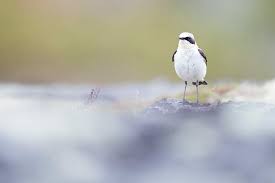 Attēlu rezultāti vaicājumam “Oenanthe oenanthe male”