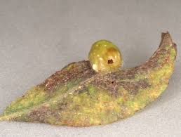 Attēlu rezultāti vaicājumam “Euura pedunculi”