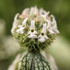 Image result for Marrubium vulgare