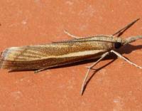 Attēlu rezultāti vaicājumam “Agriphila tristella”