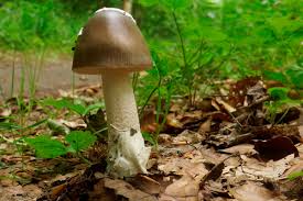 Attēlu rezultāti vaicājumam “Amanita”