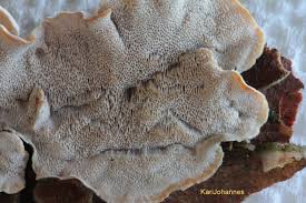 Attēlu rezultāti vaicājumam “Skeletocutis carneogrisea”