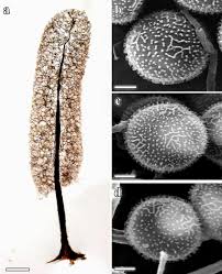 Attēlu rezultāti vaicājumam “Comatricha fragilis macro”