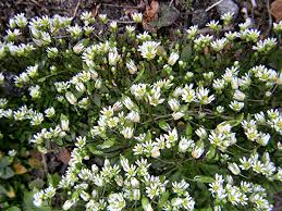 Attēlu rezultāti vaicājumam “Erophila verna flower”
