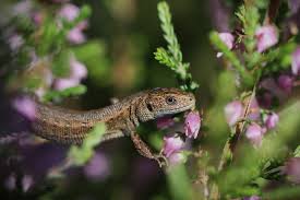 Attēlu rezultāti vaicājumam “Lacerta vivipara juvenile”