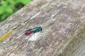 Attēlu rezultāti vaicājumam “Chrysididae”