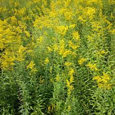 Attēlu rezultāti vaicājumam “Solidago canadensis fruit”