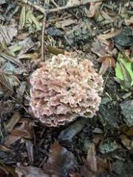 Image result for Podoscypha multizonata