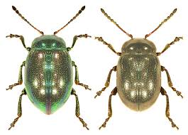 Attēlu rezultāti vaicājumam “Chrysolina fastuosa”