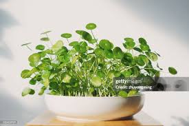 Attēlu rezultāti vaicājumam “Hydrocotyle vulgaris”