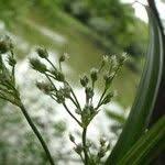 Attēlu rezultāti vaicājumam “Scirpus sylvaticus leaf”