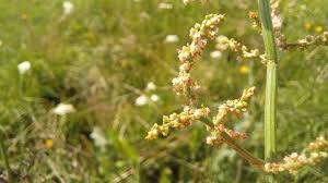 Attēlu rezultāti vaicājumam “Rumex thyrsiflorus”