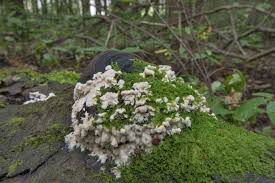 Attēlu rezultāti vaicājumam “Junghuhnia pseudozilingiana”