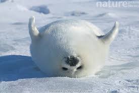Image result for Pagophilus groenlandicus