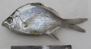 Image result for Eugerres plumieri